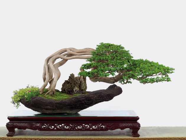 Bonsai cách phân loại theo kích thước